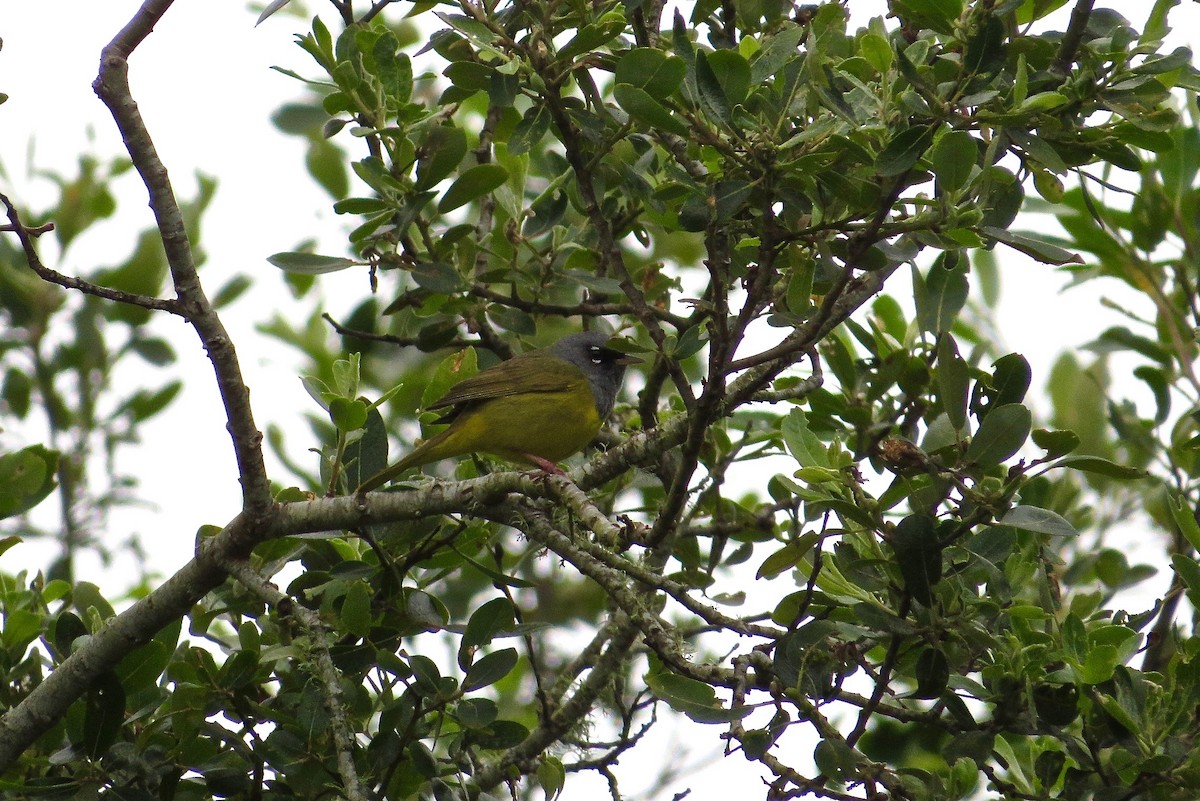 MacGillivray's Warbler - ML28244901
