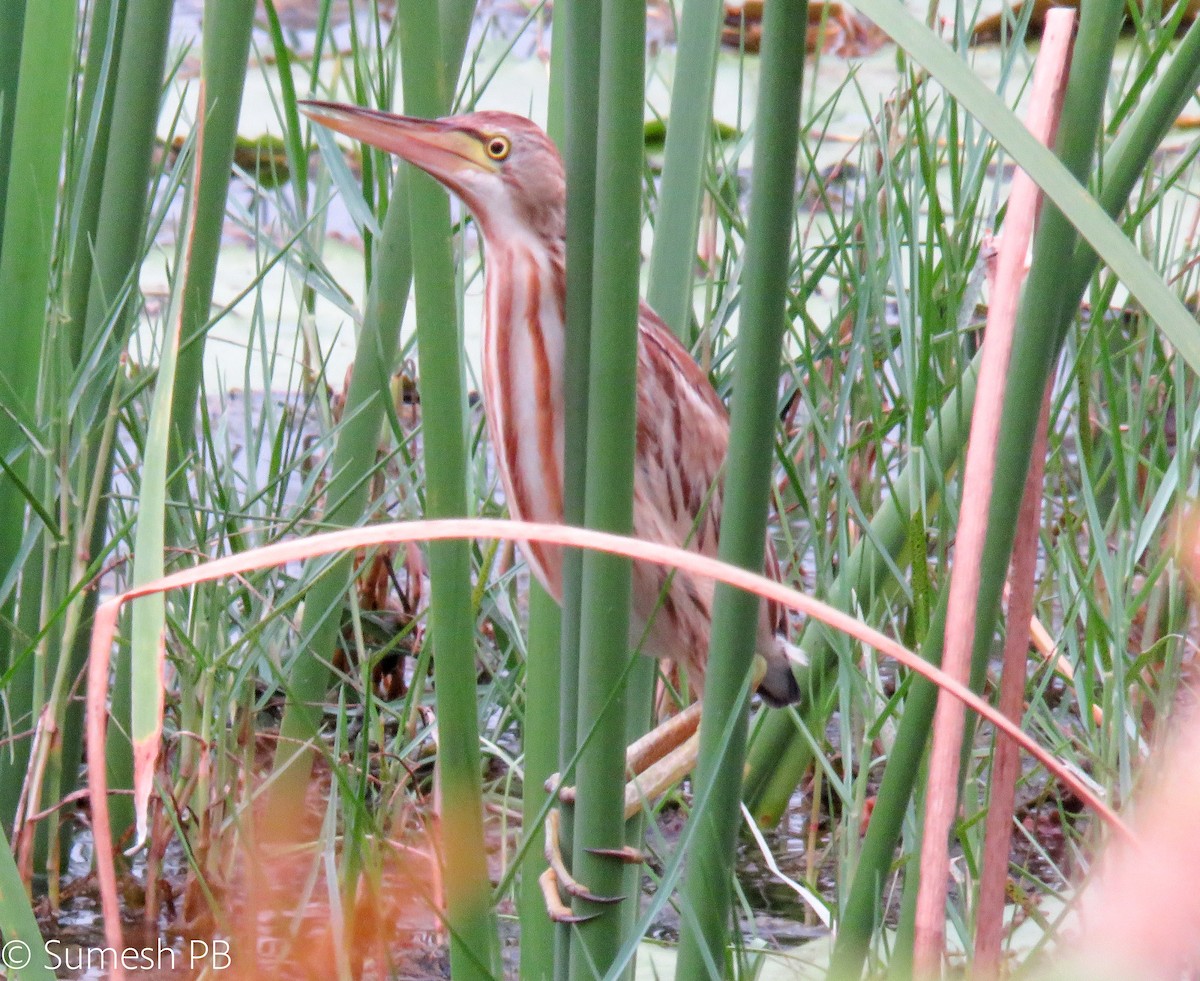 Yellow Bittern - ML282449311