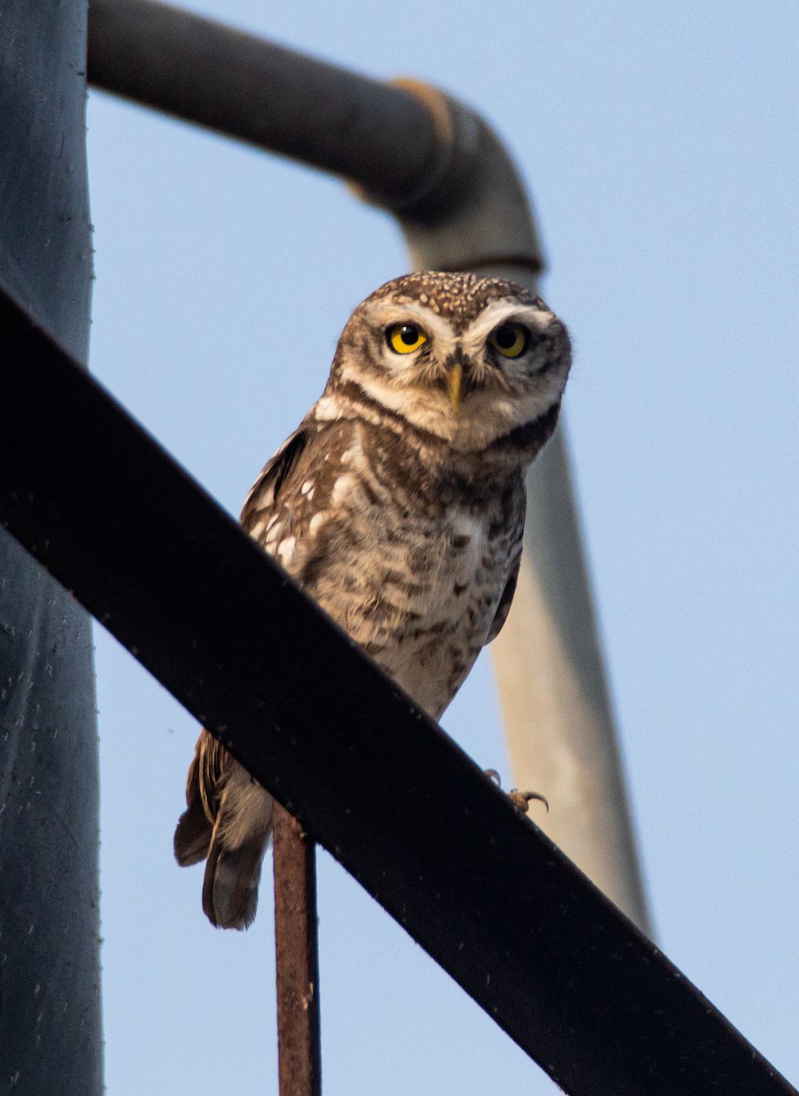 Spotted Owlet - ML282450121