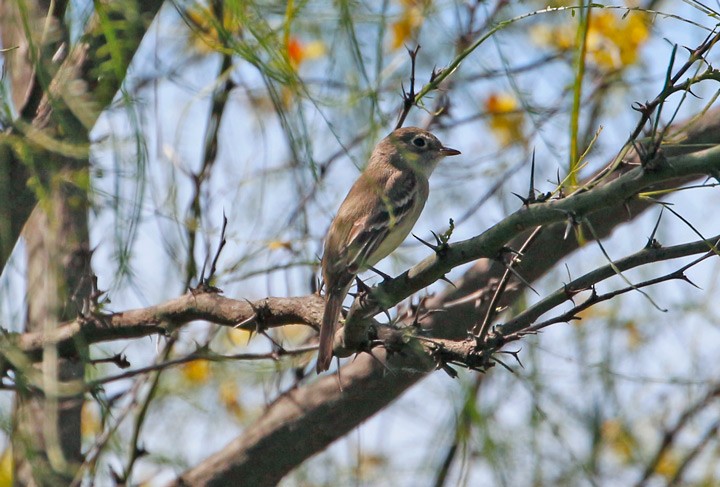 Least Flycatcher - ML28245041