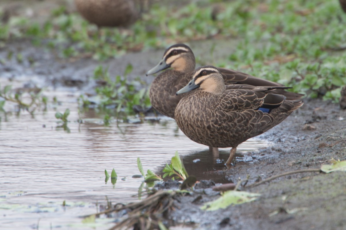 Pacific Black Duck - Simon Colenutt