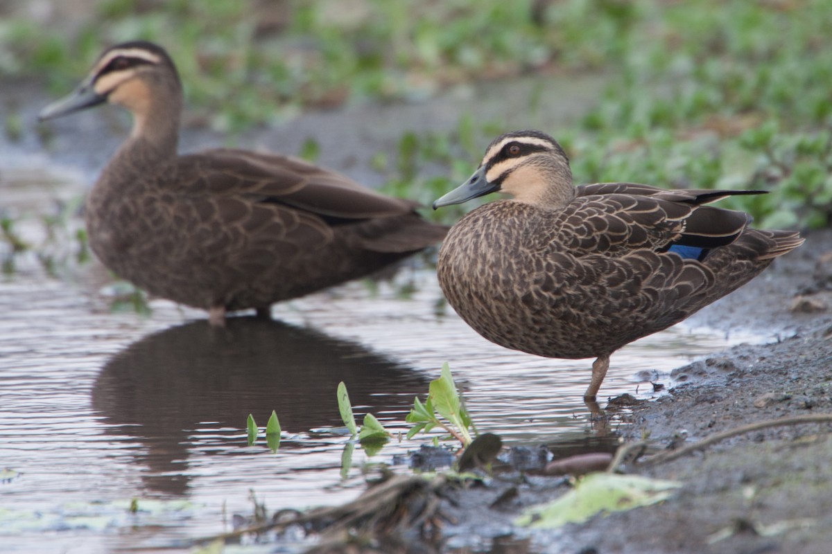 Pacific Black Duck - ML282451381