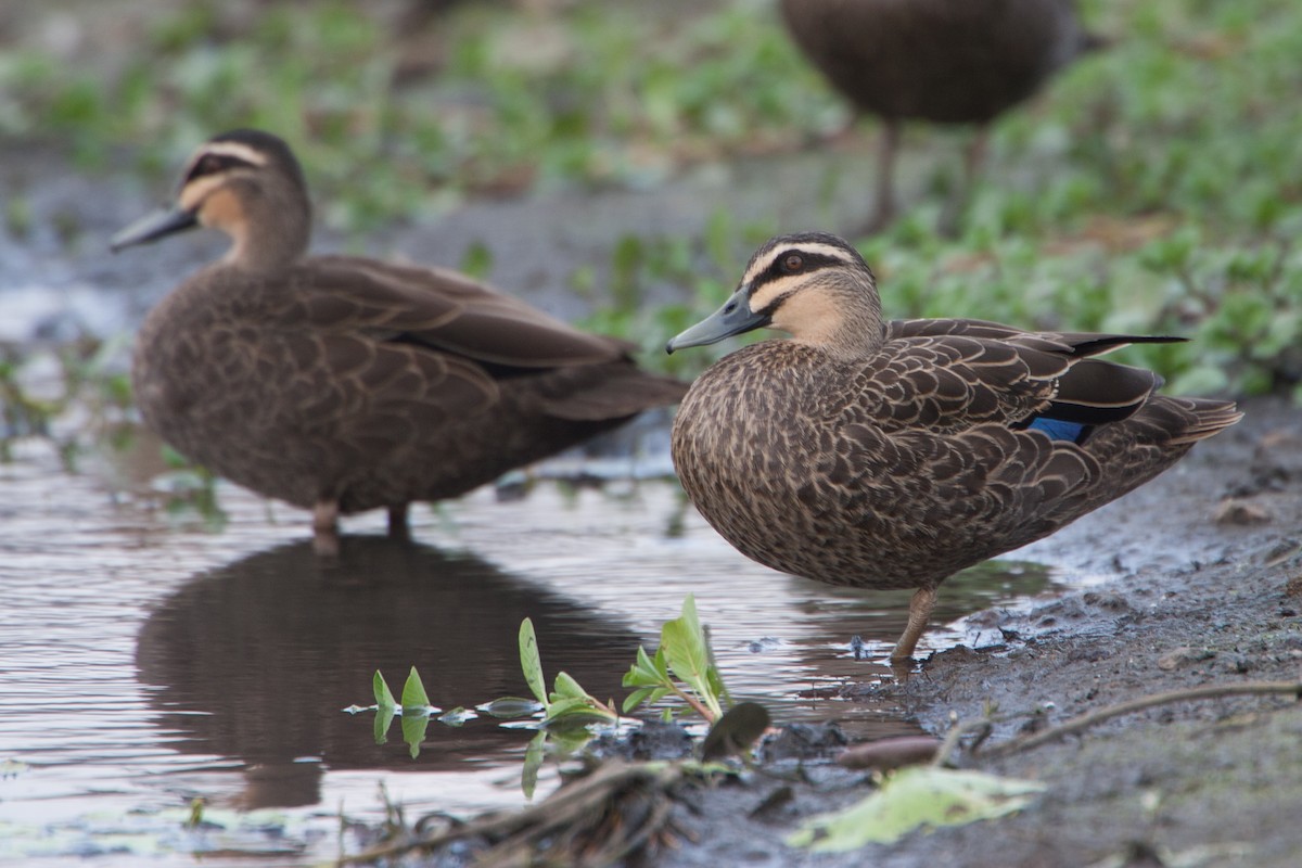 Canard à sourcils - ML282451391