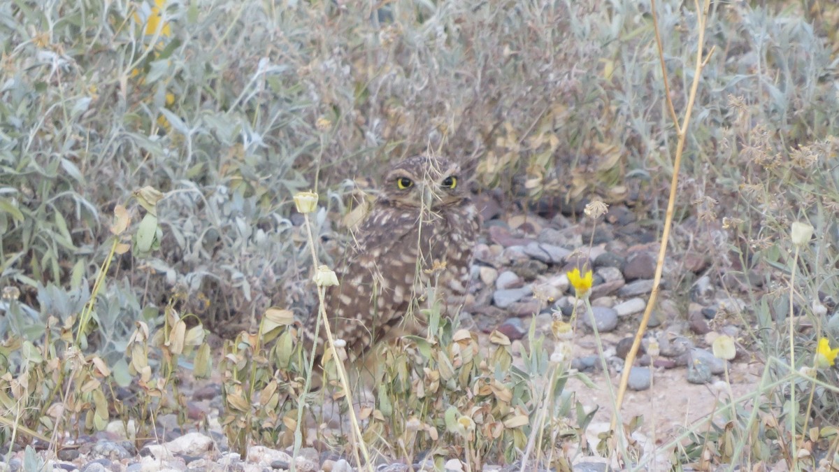 Burrowing Owl - ML282451461