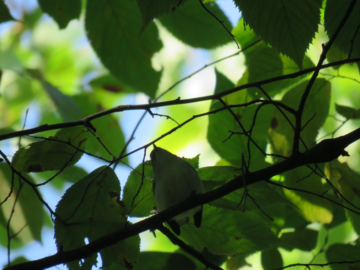 Blue-gray Gnatcatcher - ML282452711