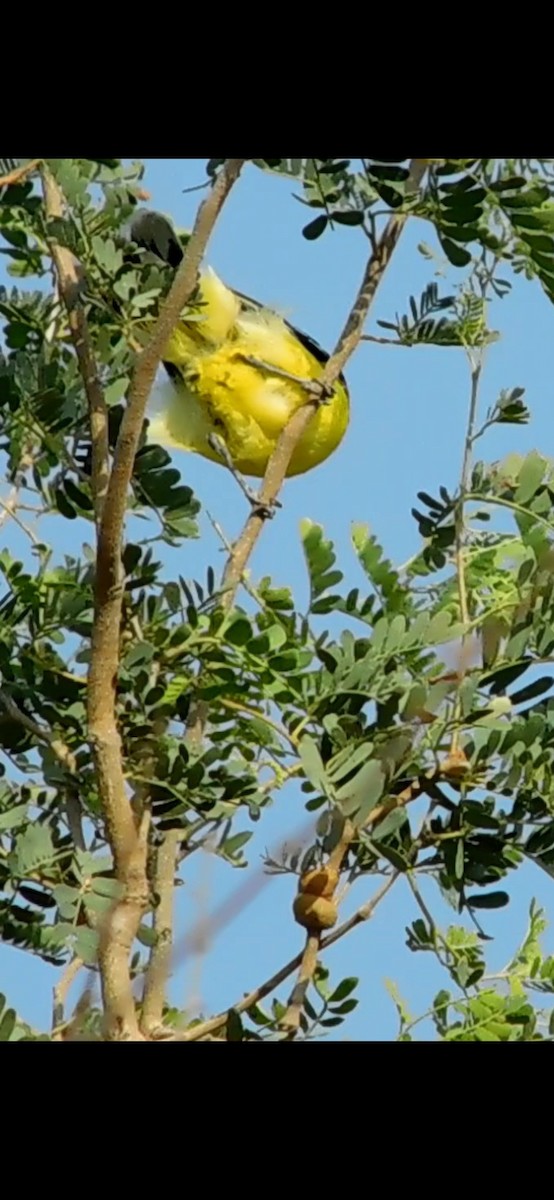 White-tailed Iora - Ranjeet Singh