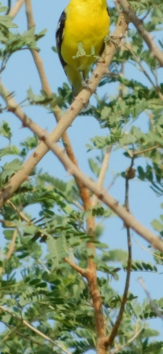 White-tailed Iora - Ranjeet Singh