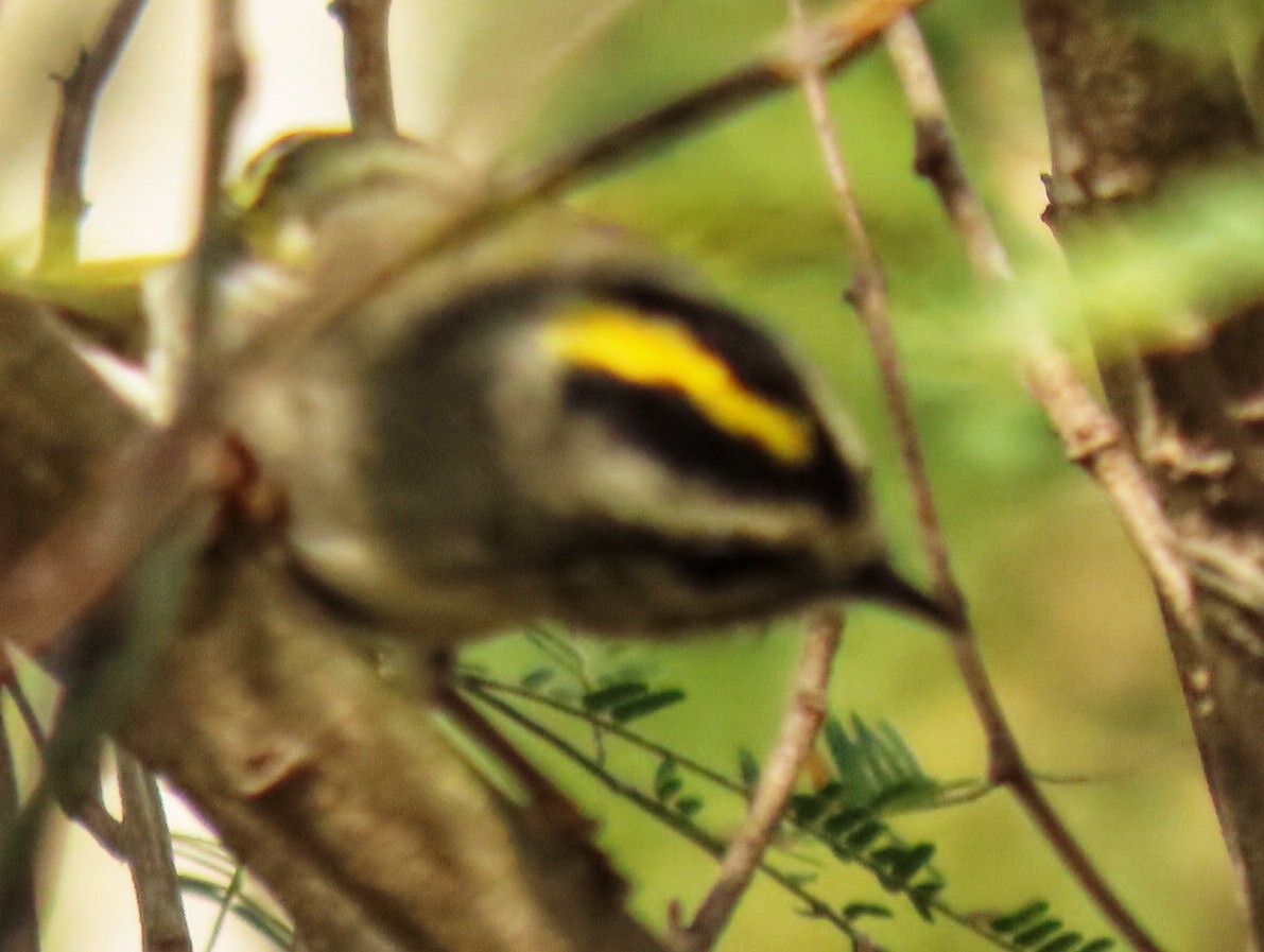 Golden-crowned Kinglet - ML282453561