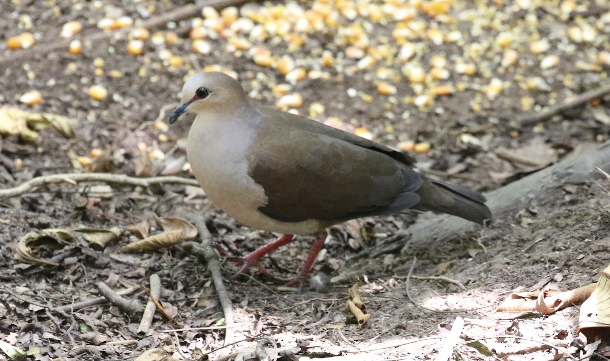 Gray-fronted Dove - ML282453641