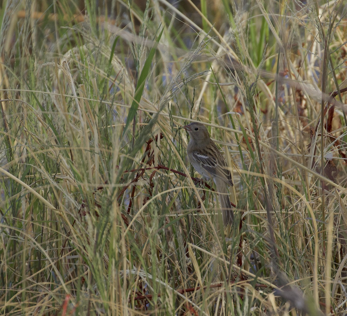 Field Sparrow - ML282453811