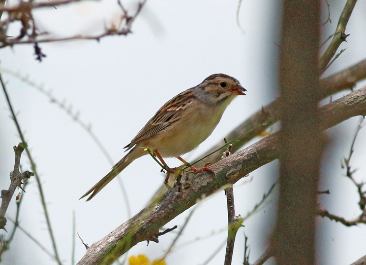 Clay-colored Sparrow - ML28245501
