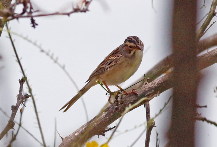 Clay-colored Sparrow - ML28245511