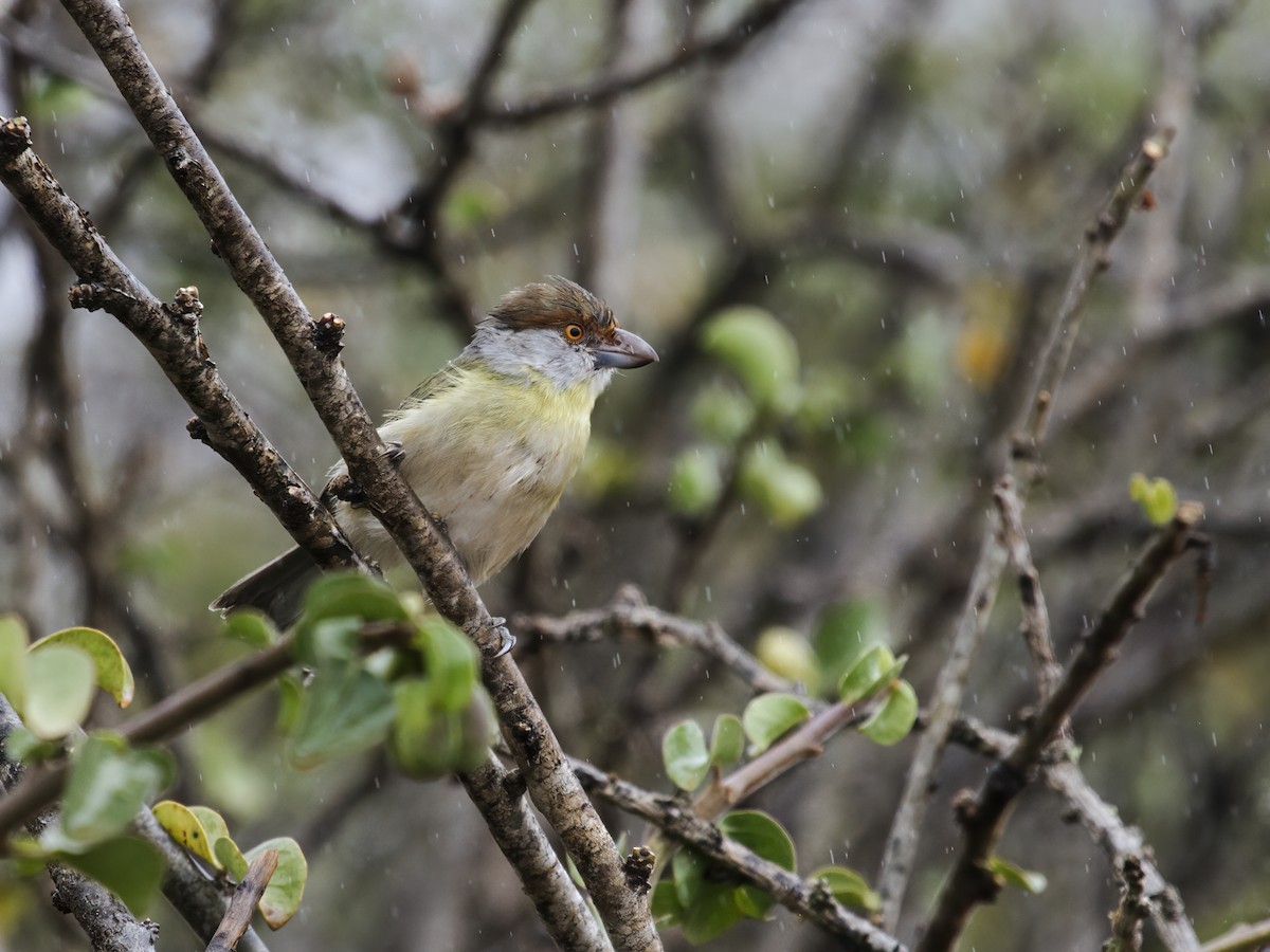 Rufous-browed Peppershrike (Chaco) - ML282455371