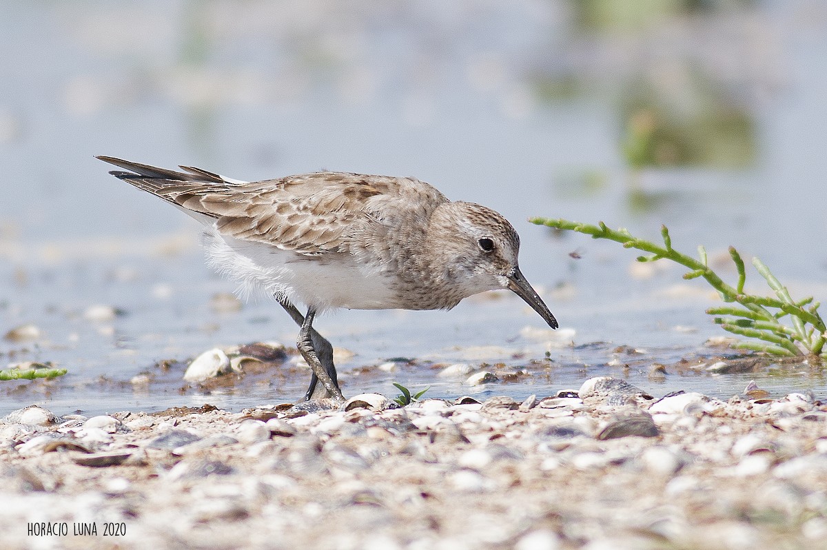 Weißbürzel-Strandläufer - ML282457321