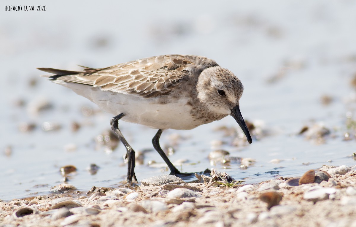 White-rumped Sandpiper - ML282457411