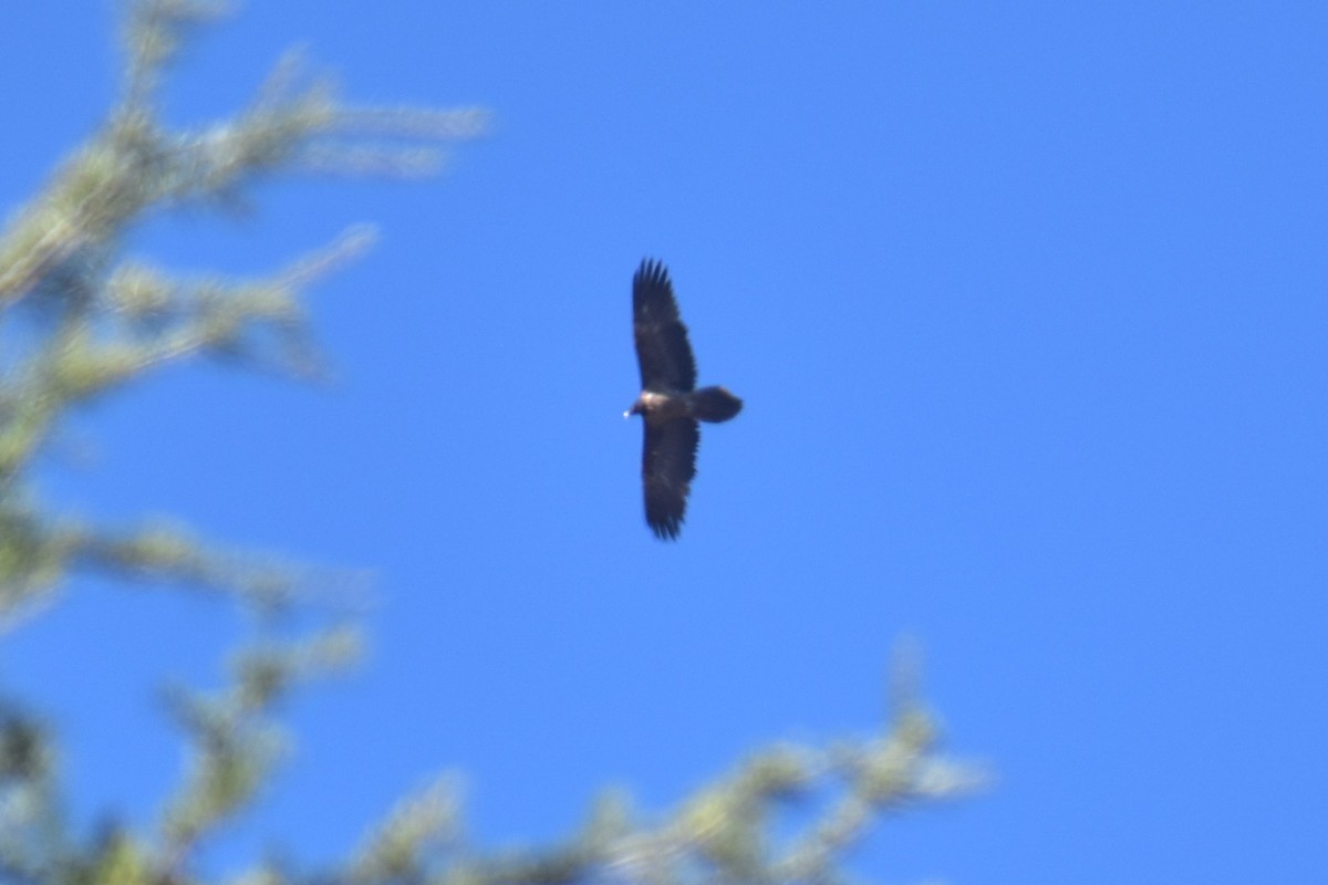 Bearded Vulture - ML282458661