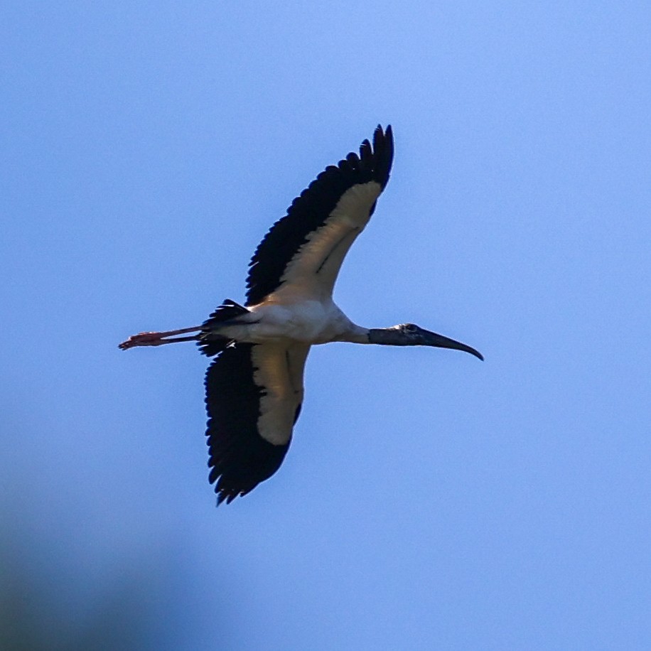 Wood Stork - Steve McInnis