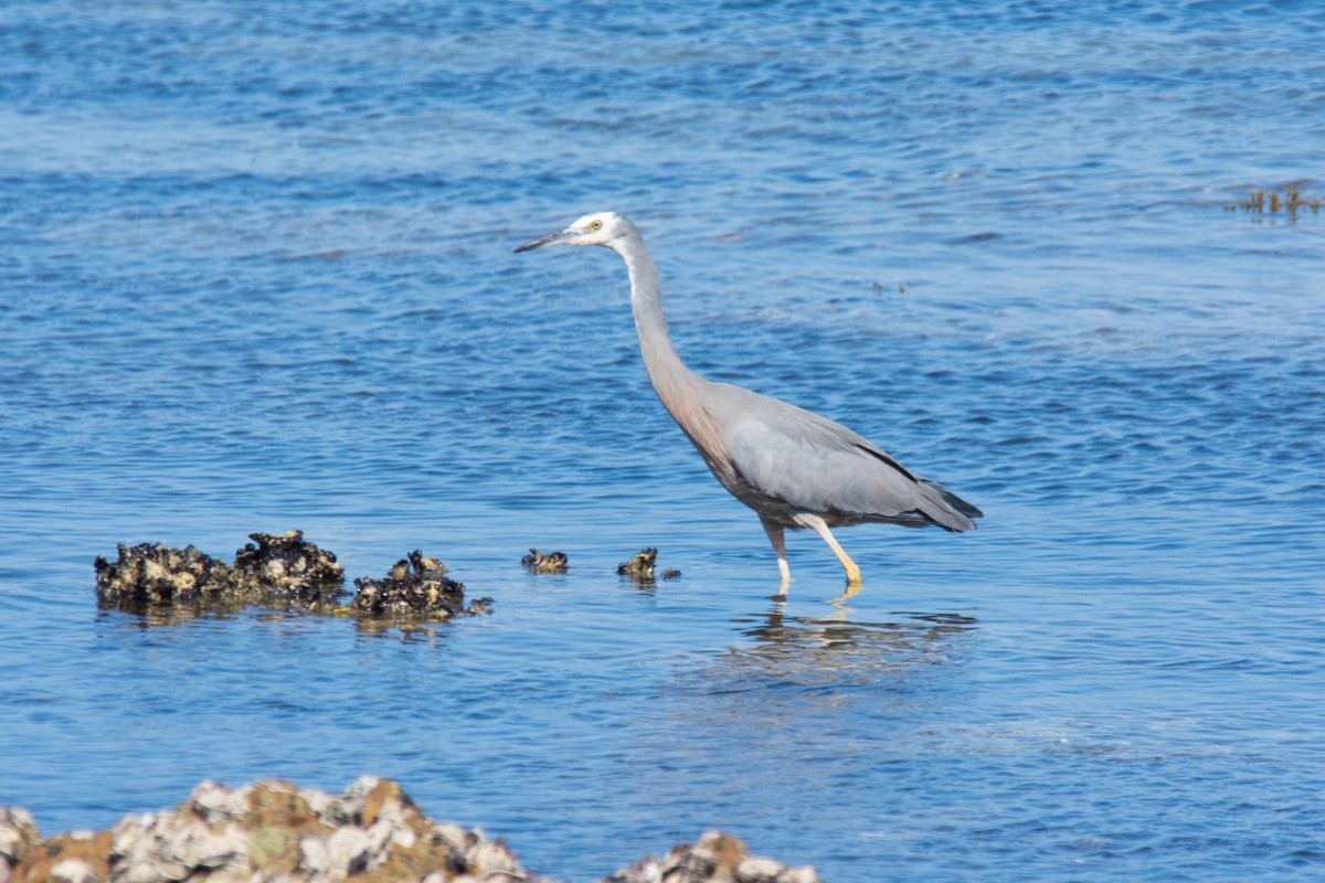 White-faced Heron - Andy Lees