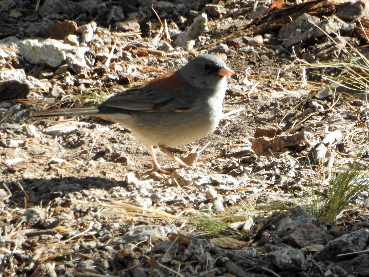 Junco Ojioscuro (caniceps) - ML28246161