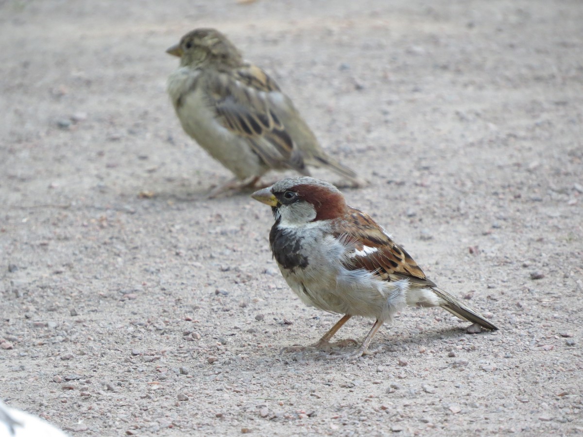 House Sparrow - Ewout Ruysbergh