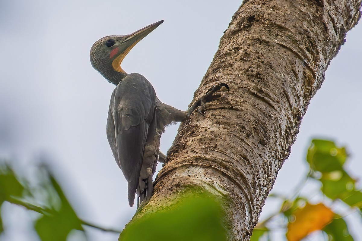 Great Slaty Woodpecker - ML282463391