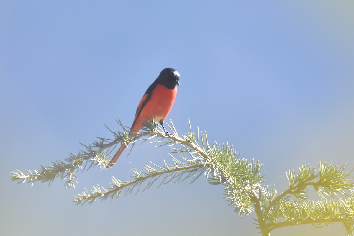 Minivet Colilargo - ML282464161