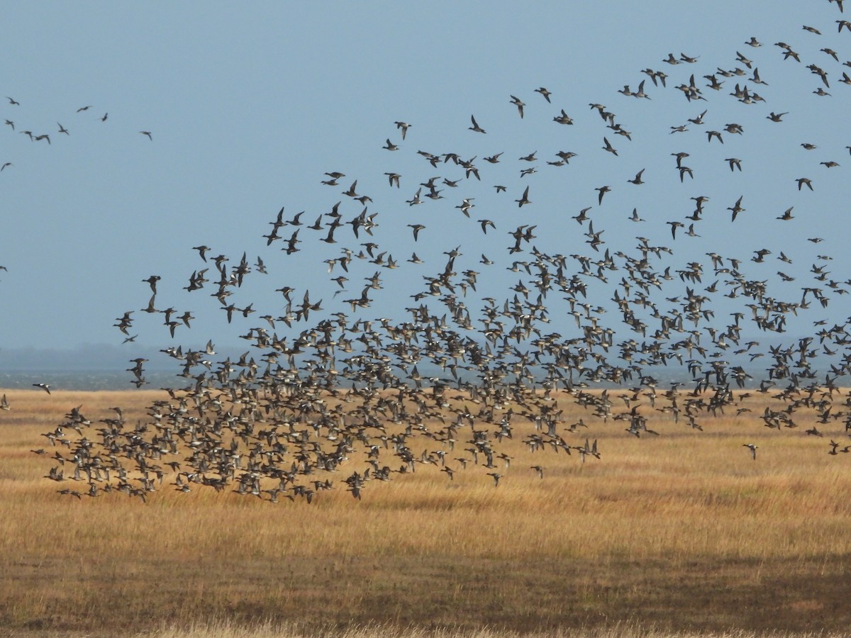 Eurasian Wigeon - ML282464741