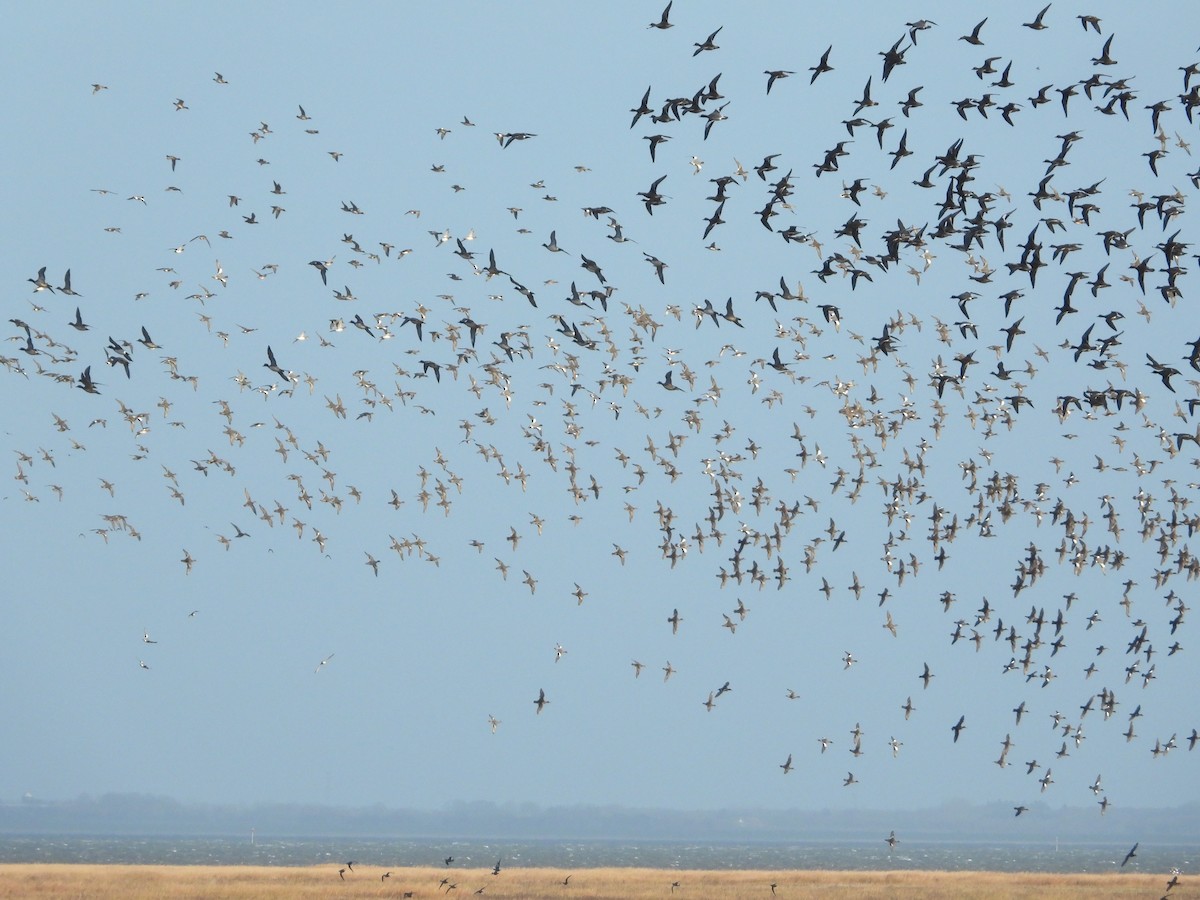 Eurasian Wigeon - Martin Rheinheimer