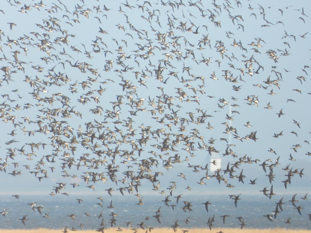 Eurasian Wigeon - Martin Rheinheimer