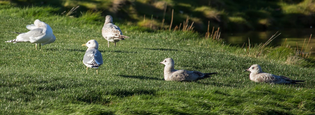 Short-billed Gull - ML28246501