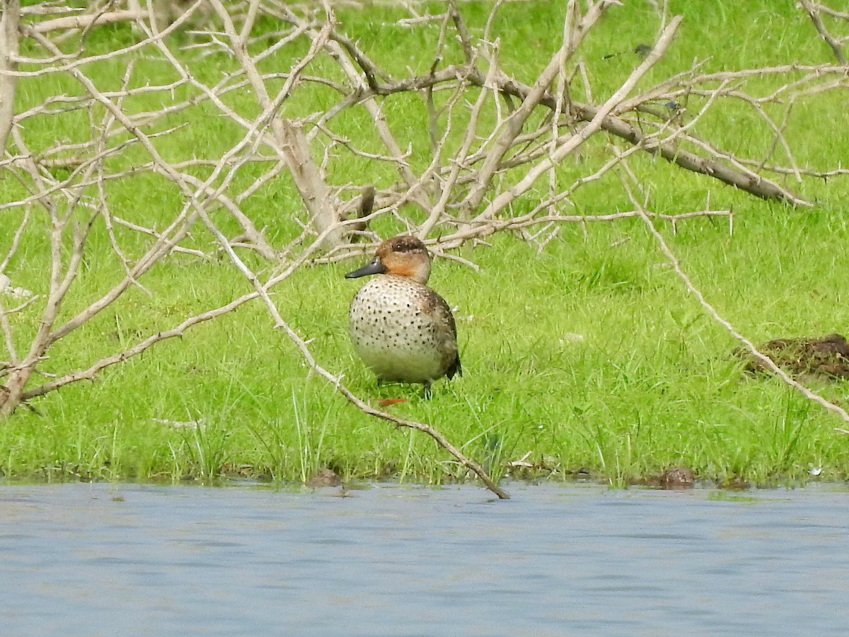 Green-winged Teal - Arulvelan Thillainayagam