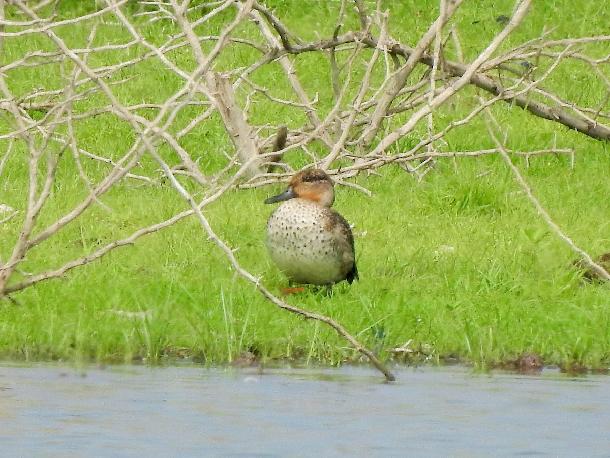 Green-winged Teal - Arulvelan Thillainayagam