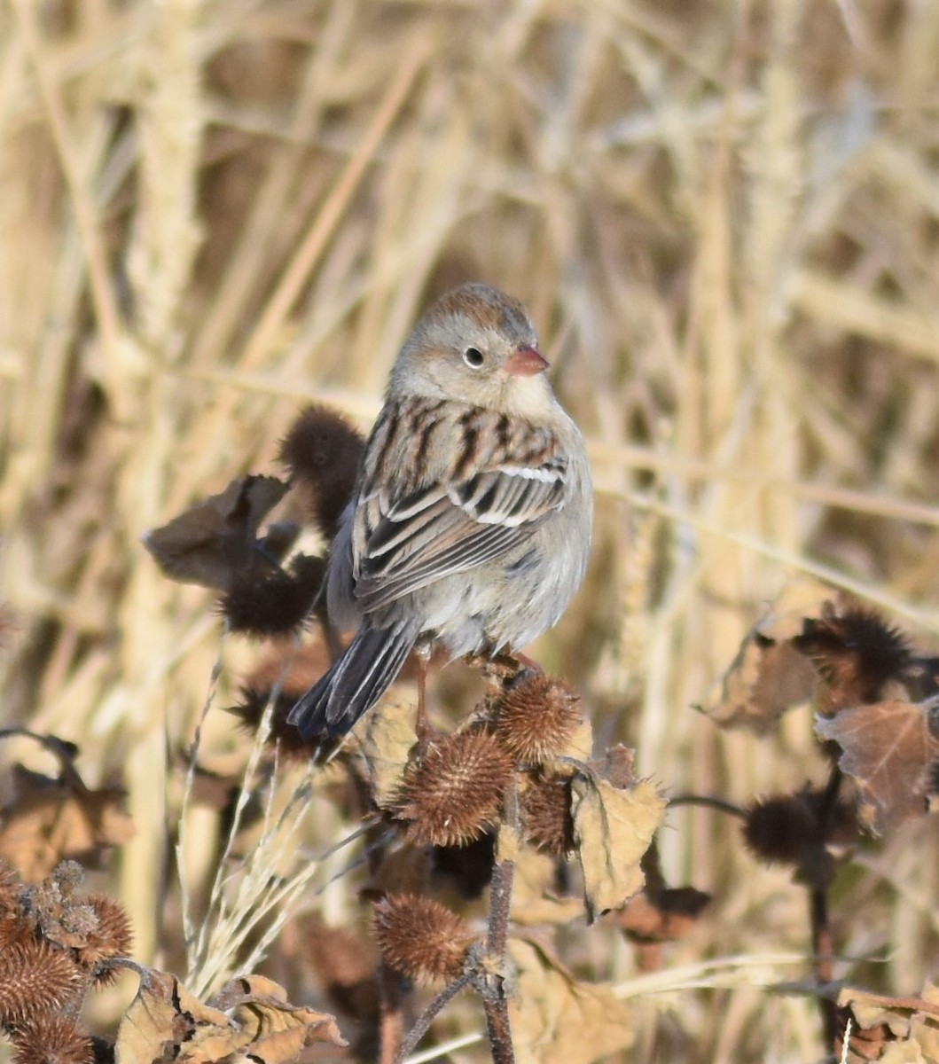 Field Sparrow - ML282465601