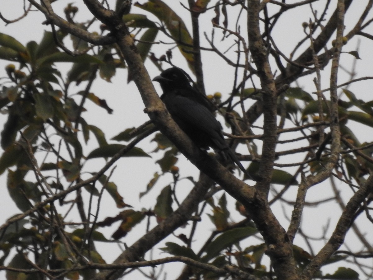 Hair-crested Drongo - Wenyi Zhou