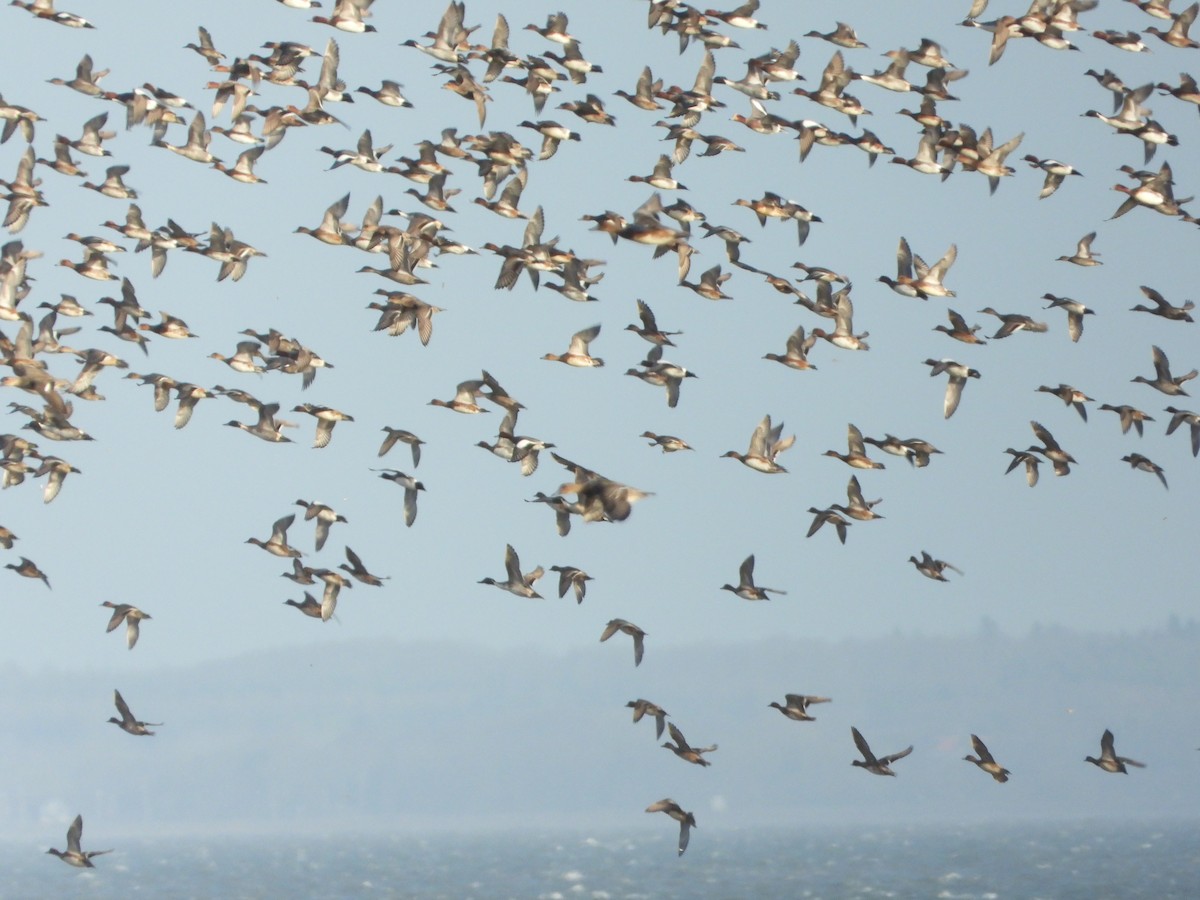 Eurasian Wigeon - ML282466461