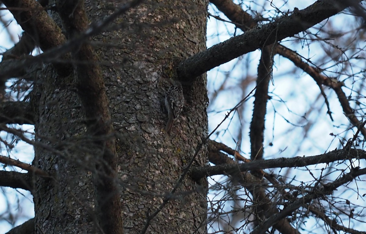 Brown Creeper - Thierry Grandmont