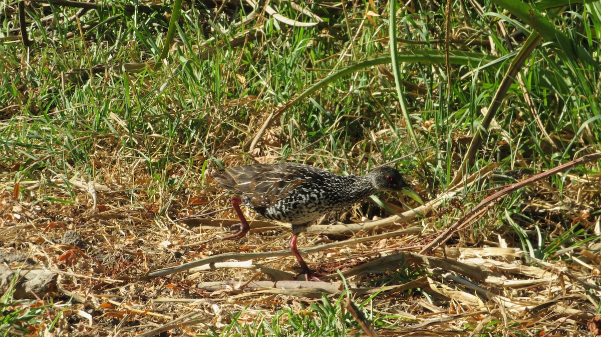 Spotted Rail - ML282466831