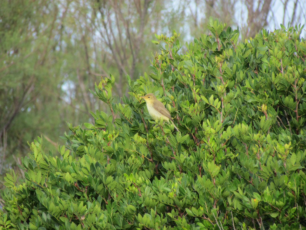 Melodious Warbler - ML282470101