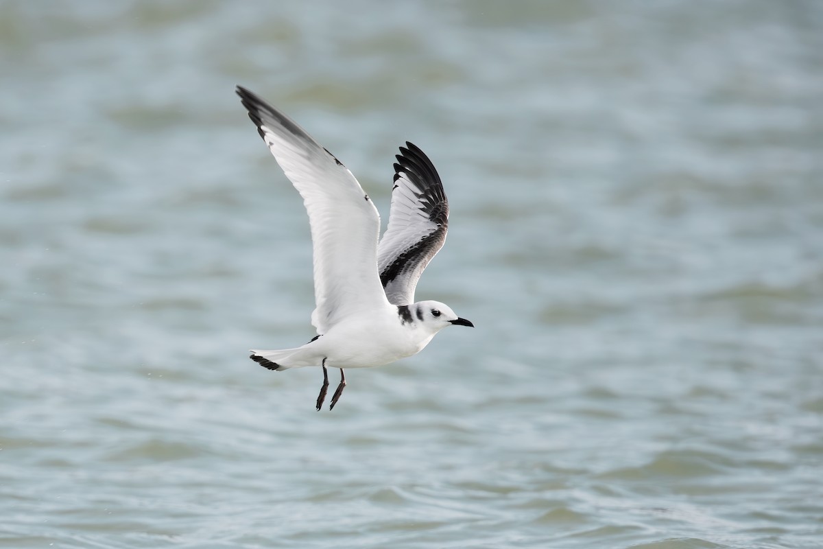 Black-legged Kittiwake - Tony Dvorak