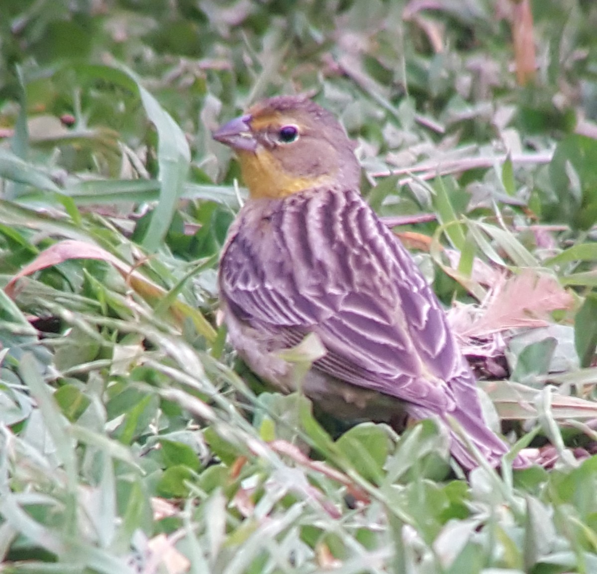 Grassland Yellow-Finch - ML282471011