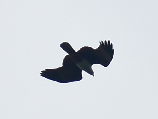 Brahminy Kite - ML282471031