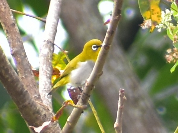 Indian White-eye - ML282471091