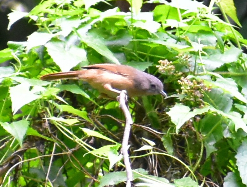 Brown-cheeked Fulvetta - ML282471111