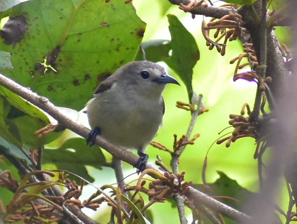 Nilgiri Flowerpecker - ML282471131