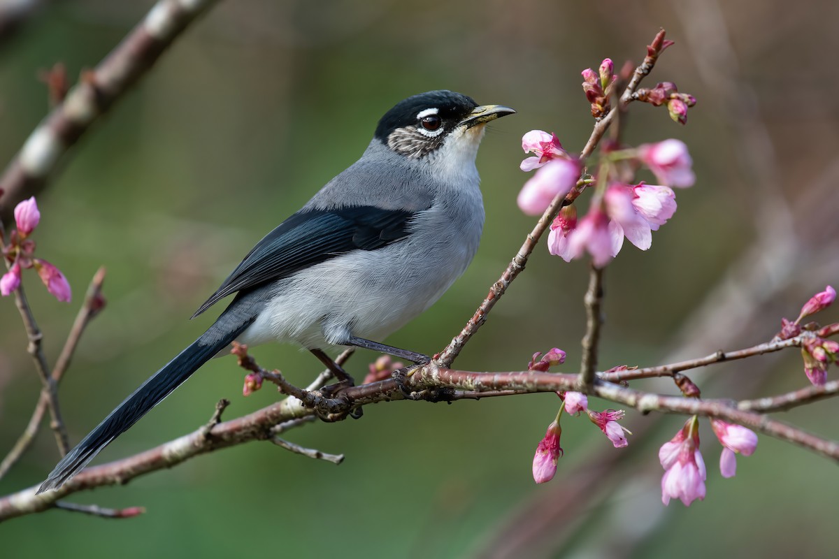 Black-headed Sibia - Ngoc Sam Thuong Dang