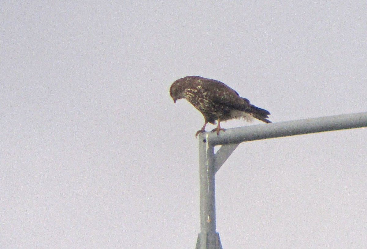 Ойн сар - ML282473961