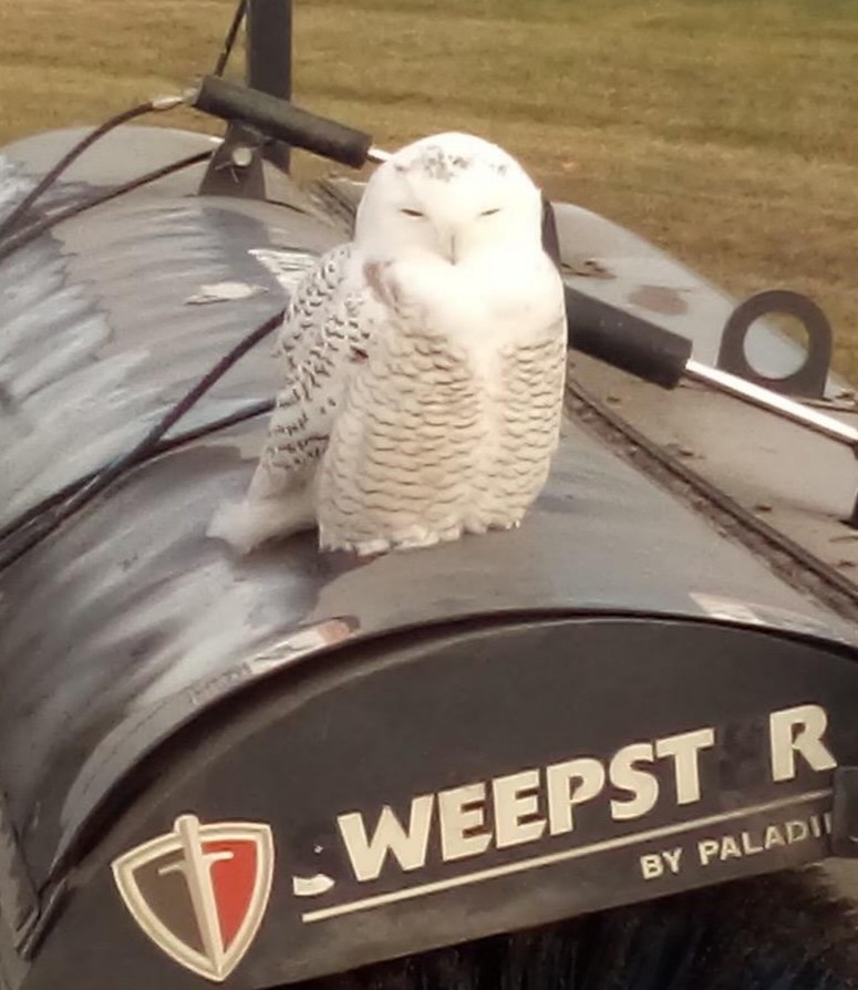 Snowy Owl - ML282475091