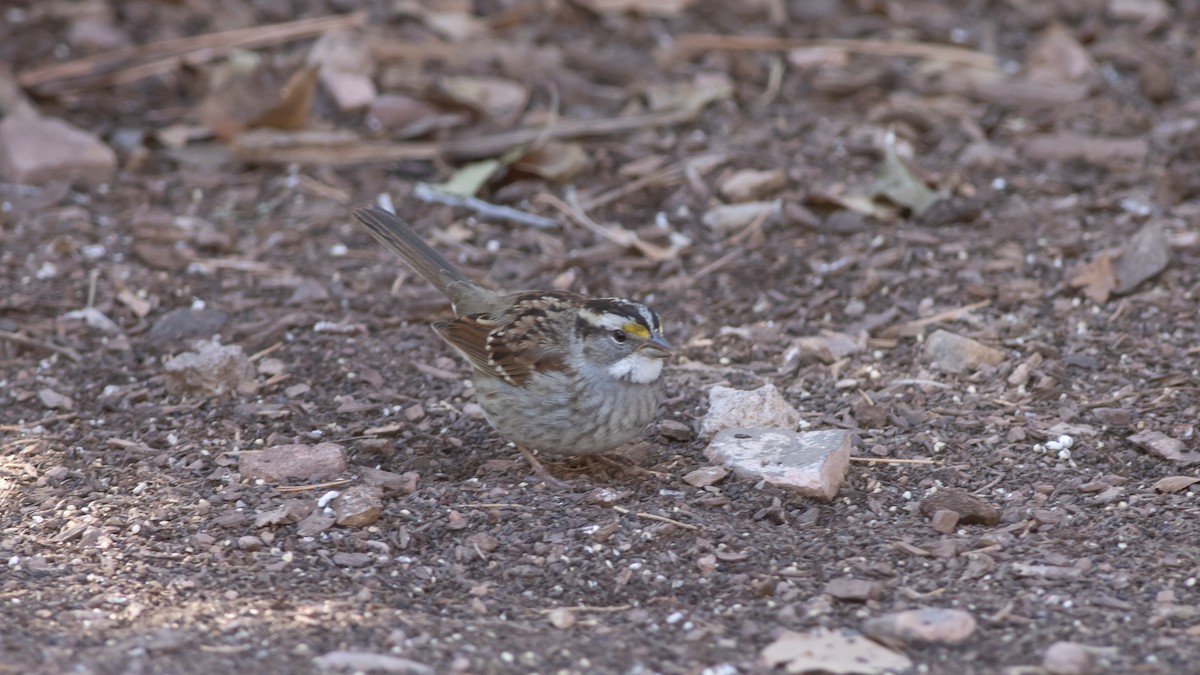 White-throated Sparrow - Eric Hynes