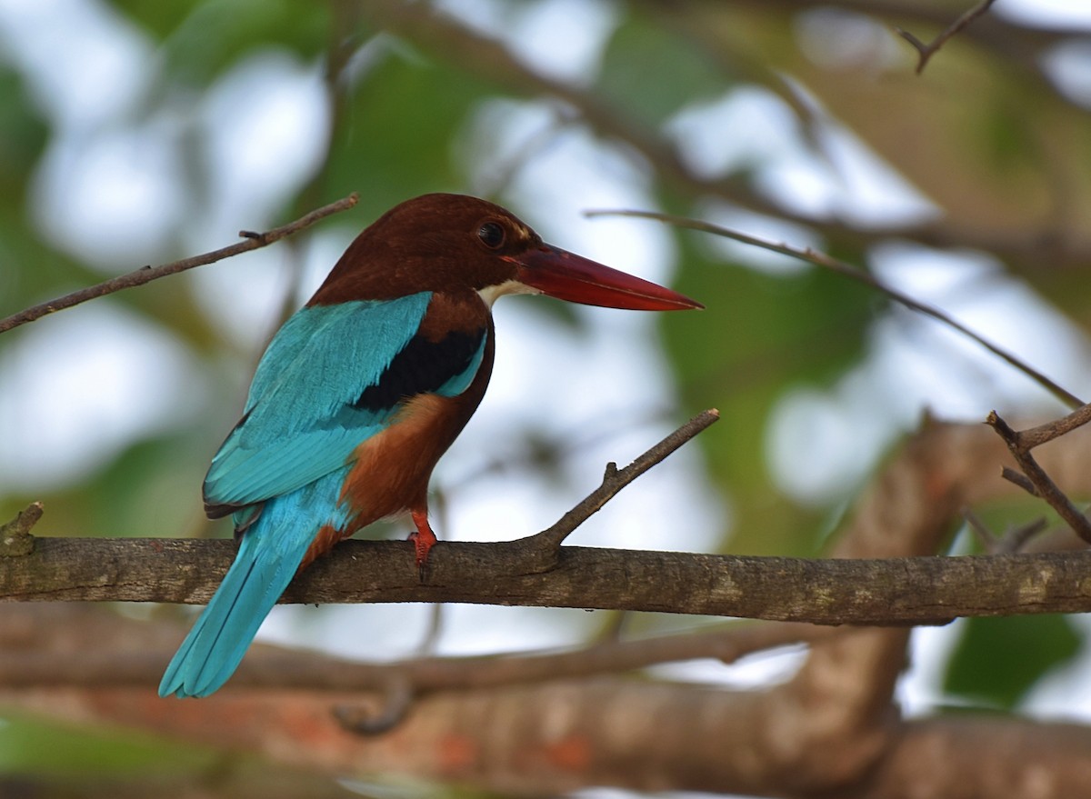 White-throated Kingfisher - ML282475831