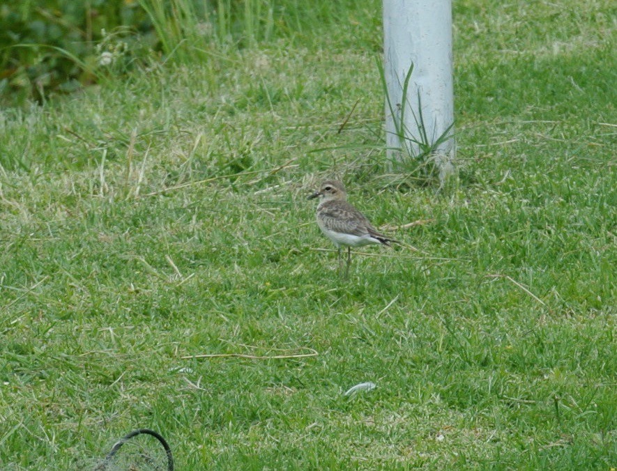 Kittlitz's Plover - Peter Ward